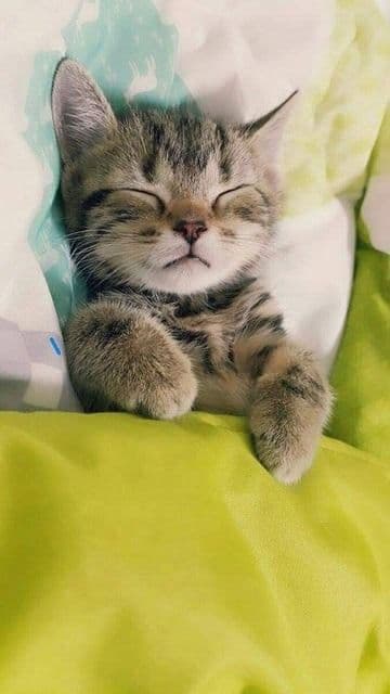 Abdulla Al Shahariar